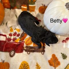 Betty - Black female Bordoodle puppy in Republic, Missouri from Holland Hilltop Farm