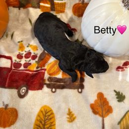 Betty - Black female Bordoodle puppy in Republic, Missouri from Holland Hilltop Farm
