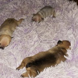 French Bulldog Puppies from Liebsthal