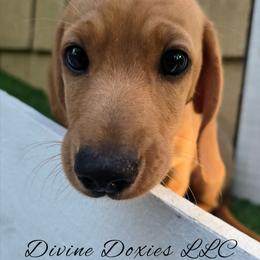 AKC Cooper -Parents DNA- 2,700 - Cream male Dachshund puppy in Kansas City, Missouri from Divine Doxies LLC