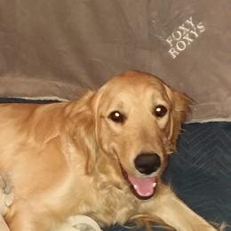 Roxy - Golden Retriever