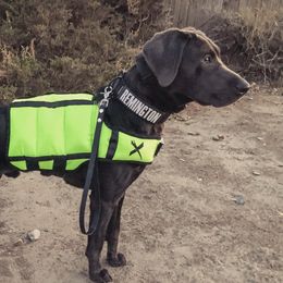Remington  - Labrador Retriever