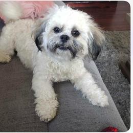 Boo - Shichon