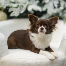 Chihuahua puppies from PNW Toy Breeds