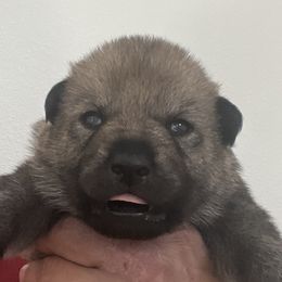 Boy 4 - Czechoslovakian Vlcak puppy in Florida from DireWolf Pack