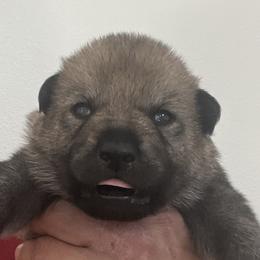 Boy 4 - Czechoslovakian Vlcak puppy in Florida from DireWolf Pack