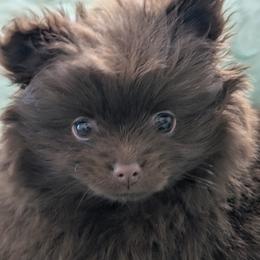 Pomeranian Puppies from Harringtons Pomeranian Playground