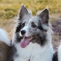 Blue - Shetland Sheepdog