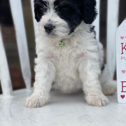 Bernedoodle and Goldendoodle Puppies from Oakie Doodles
