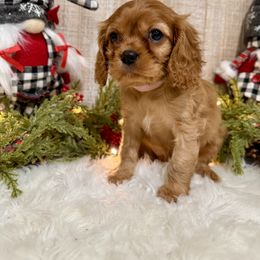 Girl 1 pink collar - Ruby female Cavalier King Charles Spaniel puppy in Ellisville, Mississippi from Malu Lani Cavaliers