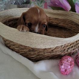 Bloom - Ruby female Cavalier King Charles Spaniel puppy in Decatur, Illinois from Petite Pups
