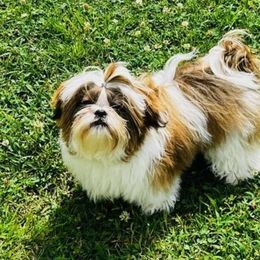 Shih Tzu Puppies from Grandma Ts Precious Puppies