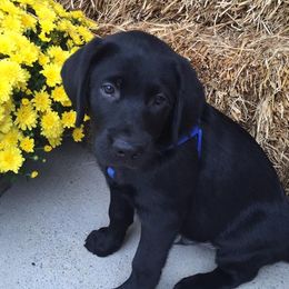 Golden Retrievers from Anela's Goldens