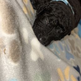 Goldendoodle and Poodle Puppies from Southern Stroll Poodles & Doodles