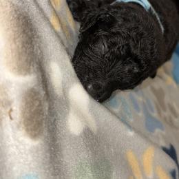 Goldendoodle and Poodle Puppies from Southern Stroll Poodles & Doodles