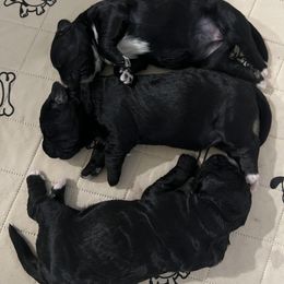 Bernedoodle Puppies from Cali Bernedoodles