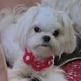 Brady - Maltese