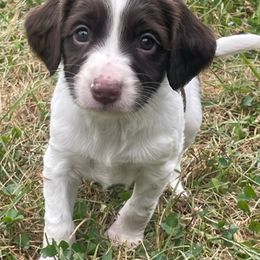 English Springer Spaniel Puppies from Southern Springers