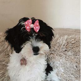 Assorted Doodle Crosses and Cavapoo Puppies from Brooke and Megan's Cavapoos / Cavapoochons