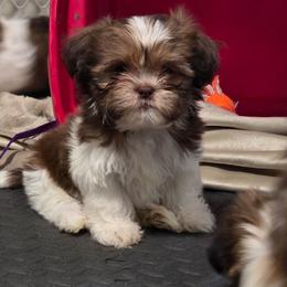 Boy two - Tricolor male Shih Tzu puppy in New Bern, North Carolina from Kuddly Creatures