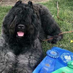 Bouvier des Flandres from Abrielle Bouviers