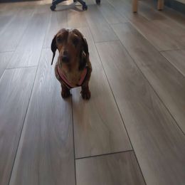 Pippin - Dachshund