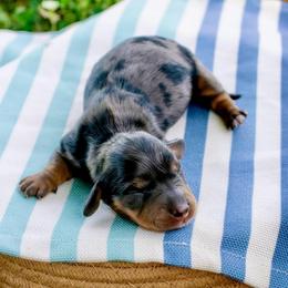 Blue Dapple Boy - Dapple male Dachshund puppy in Burkesville, Kentucky from Bline’s Awesome Aussies, Aussiedoodles & Doxies at the Bline Family Farm