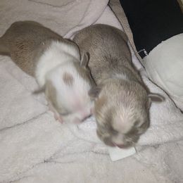 Boston Terrier and French Bulldog Puppies from Legends Frenchton's, French Bulldogs ,Boston Terriers & French Bullhuahua's