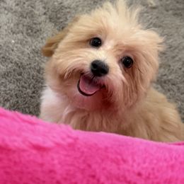 Jasmine - Apricot female Maltipoo puppy in Colonial Beach, Virginia from BeachRidge Pups