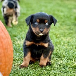 Skittles - Black tri female Miniature Australian Shepherd puppy in Lincoln, California from Country Dreams Mini Aussies