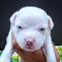Sizzle - Blue and white female Staffordshire Bull Terrier puppy in Dallas, Texas from Wild Blue Staffords