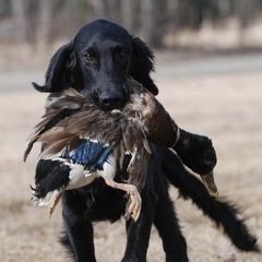 Flat-Coated Retrievers from ArcticWyns