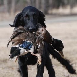 Flat-Coated Retrievers from ArcticWyns