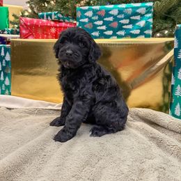 Purple - Black female Goldendoodle puppy in Tecumseh, Nebraska from Down South Doodles