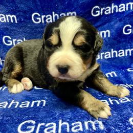 Yellow Collar - Black rust and white female Bernese Mountain Dog puppy in Comer, Georgia from Water Oak Farm