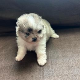 Now taking Deposits Holly - Blue merle female Pomeranian puppy in Zavalla, Texas from Precious Puff Poms