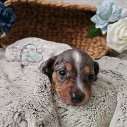 Summer Black and tan dapple pie - Black and tan female Dachshund puppy in Herald, California from Bluegum Dachshunds