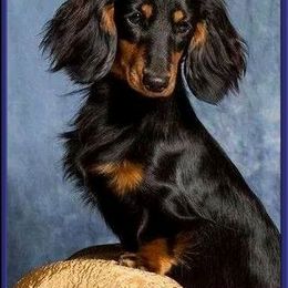 Dachshund All Grown Up from OzO Dachshunds
