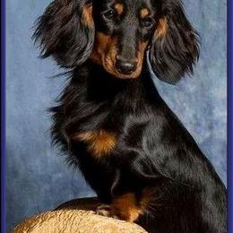 Dachshund All Grown Up from OzO Dachshunds