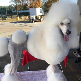 Poodles from Stone Run Standard Poodles