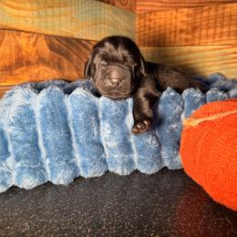 Four - Black male Newfoundland puppy in Tully, New York from Bear Paw Newfoundlands