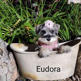 Eudora - Miniature Schnauzer puppy in Vernal, Utah from High Uinta Schnauzers