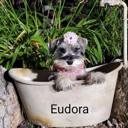 Eudora - Miniature Schnauzer puppy in Vernal, Utah from High Uinta Schnauzers