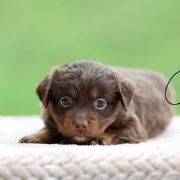 Eclipse - Red tri female Toy Australian Shepherd puppy in Prague, Oklahoma from Clay Creek Aussies