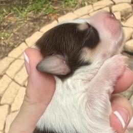 Pierre Tri White Choco Tan Parti boy - Parti male Miniature Schnauzer puppy in Temple, Texas from Schnauzers Of Taylor