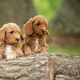 Goldendoodle Puppies from Shadow Ridge Doodles