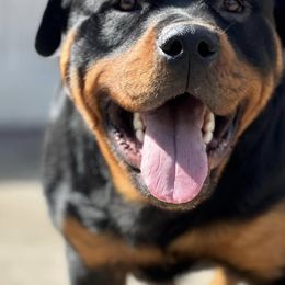 Rottweilers from Juggernaut Rottweilers