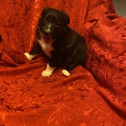 Muggsley - Black and white male Border Collie puppy in Black River Falls, Wisconsin from Billowing Borders