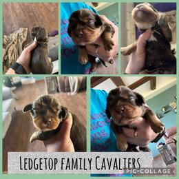 Green - Chocolate male Cavalier King Charles Spaniel puppy in Greenleaf, Wisconsin from Ledgetop Family Cavaliers