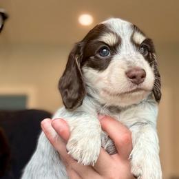 Teal Collar - Piebald female Dachshund puppy in Beaver, Pennsylvania from Meaden’s Mini Dachshunds
